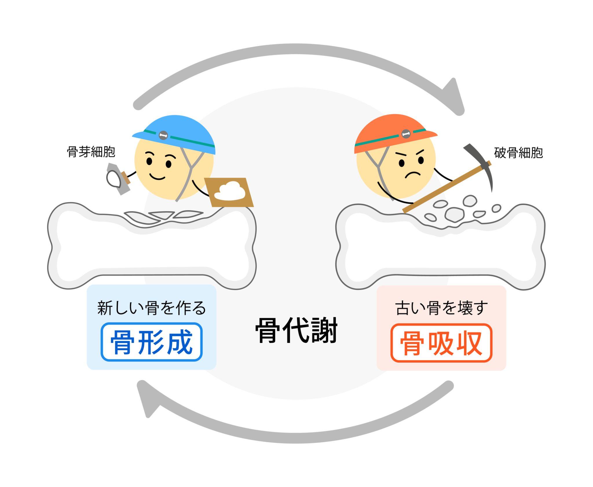 骨粗鬆症の治療薬にはどんな種類があるか